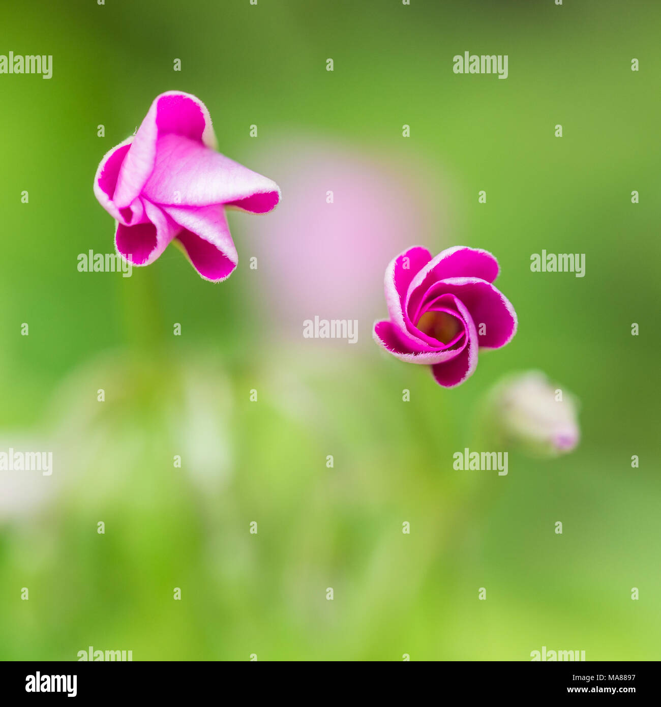 A macro shot of pink oxalis flower buds opening Stock Photo Alamy