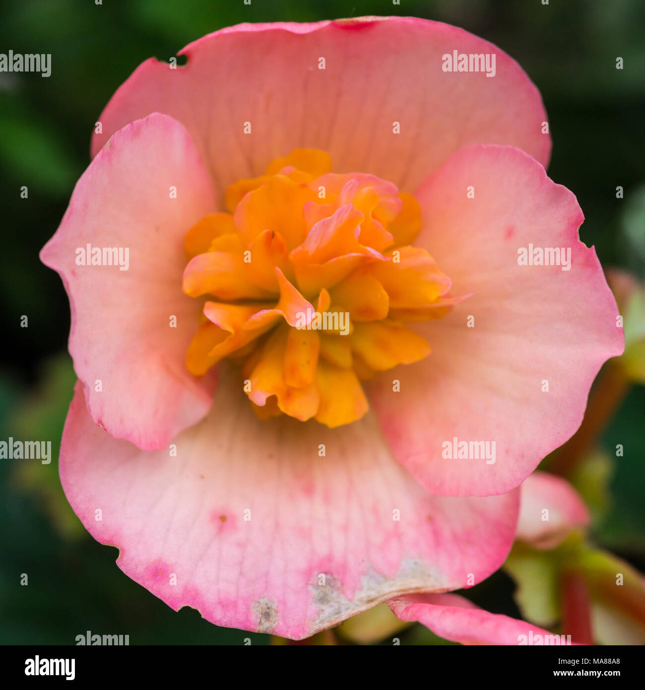 A macro shot of a pink begonia bloom. Stock Photo