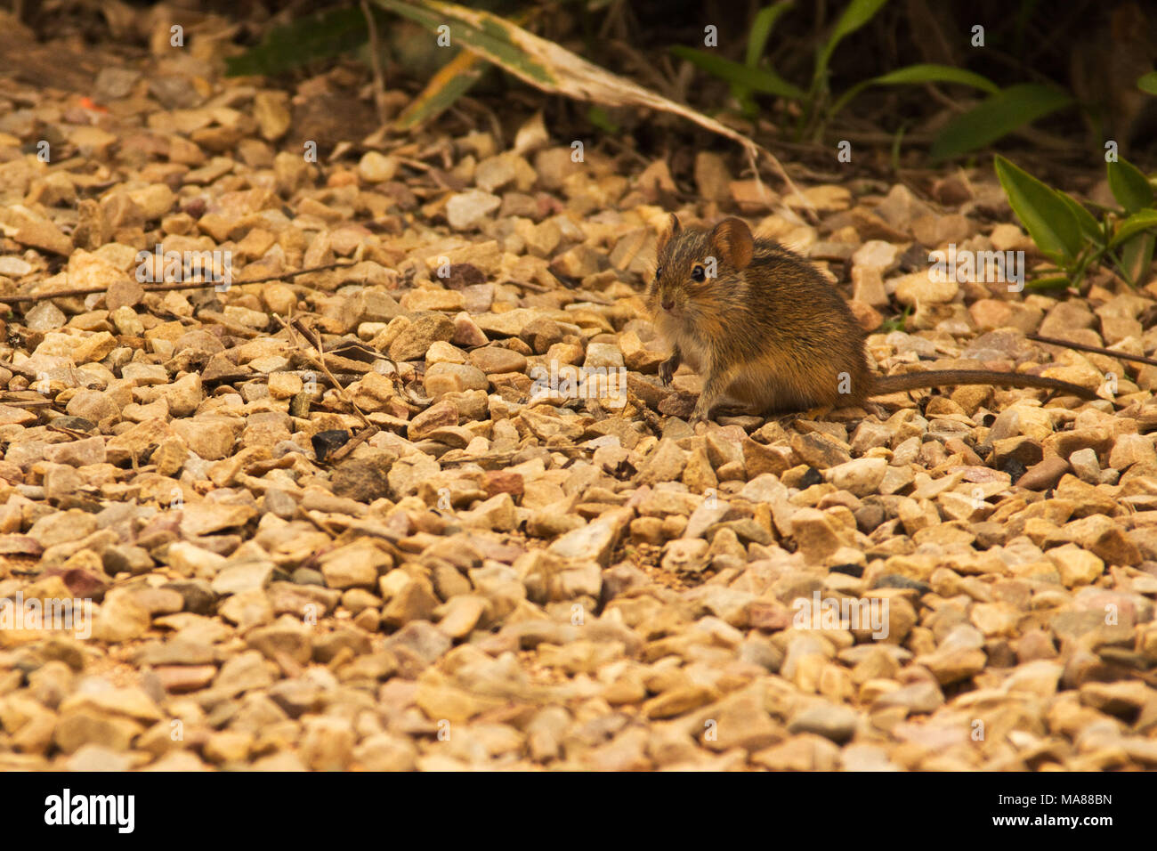 Field mice hires stock photography and images Alamy