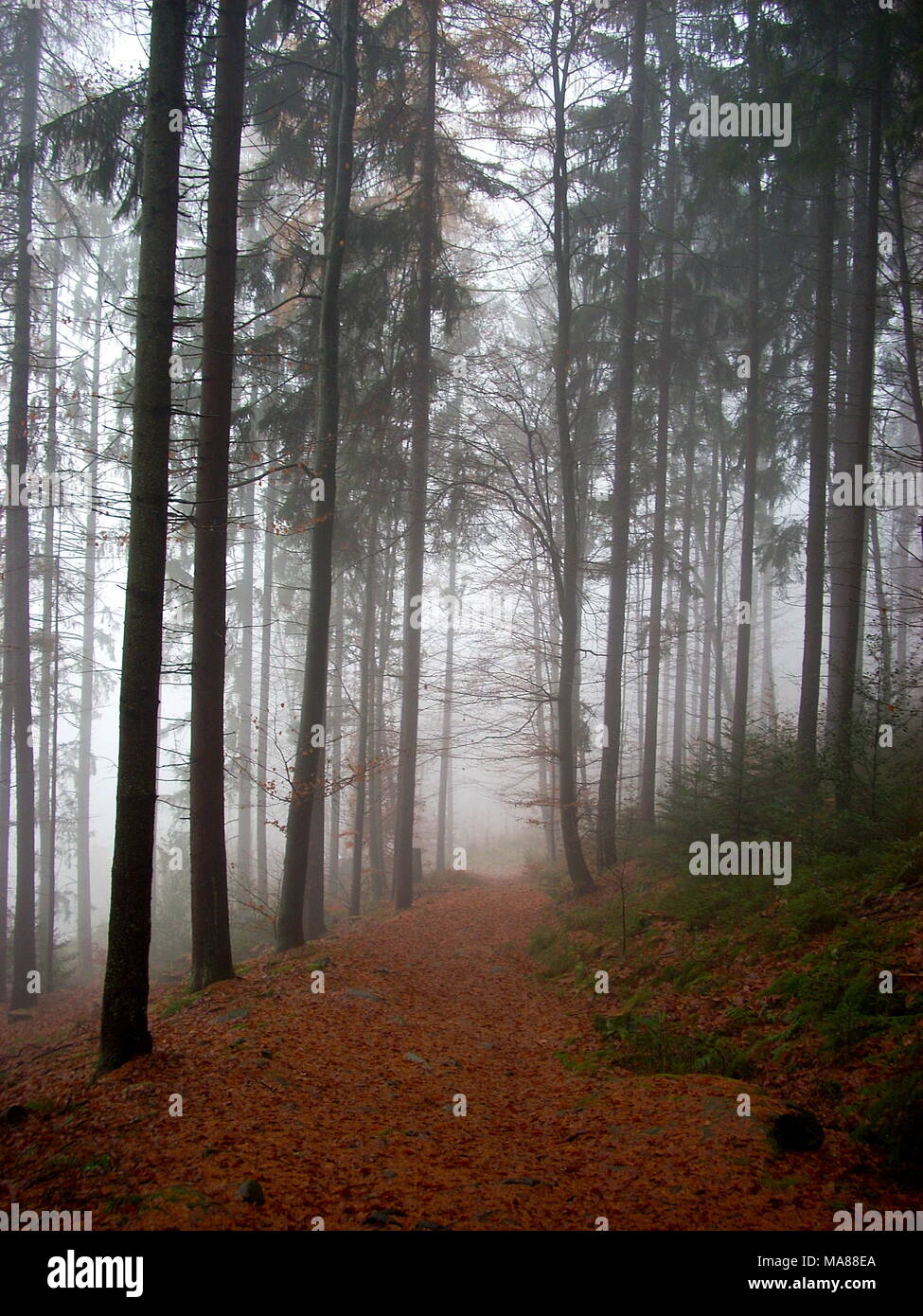 Misty forest trees hi-res stock photography and images - Alamy