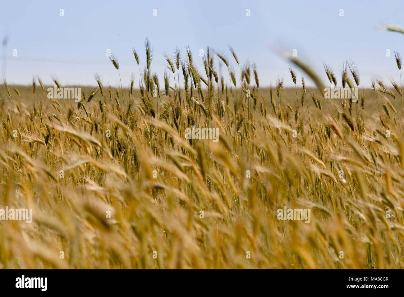 Early Wheat in the Wind Stock Photo