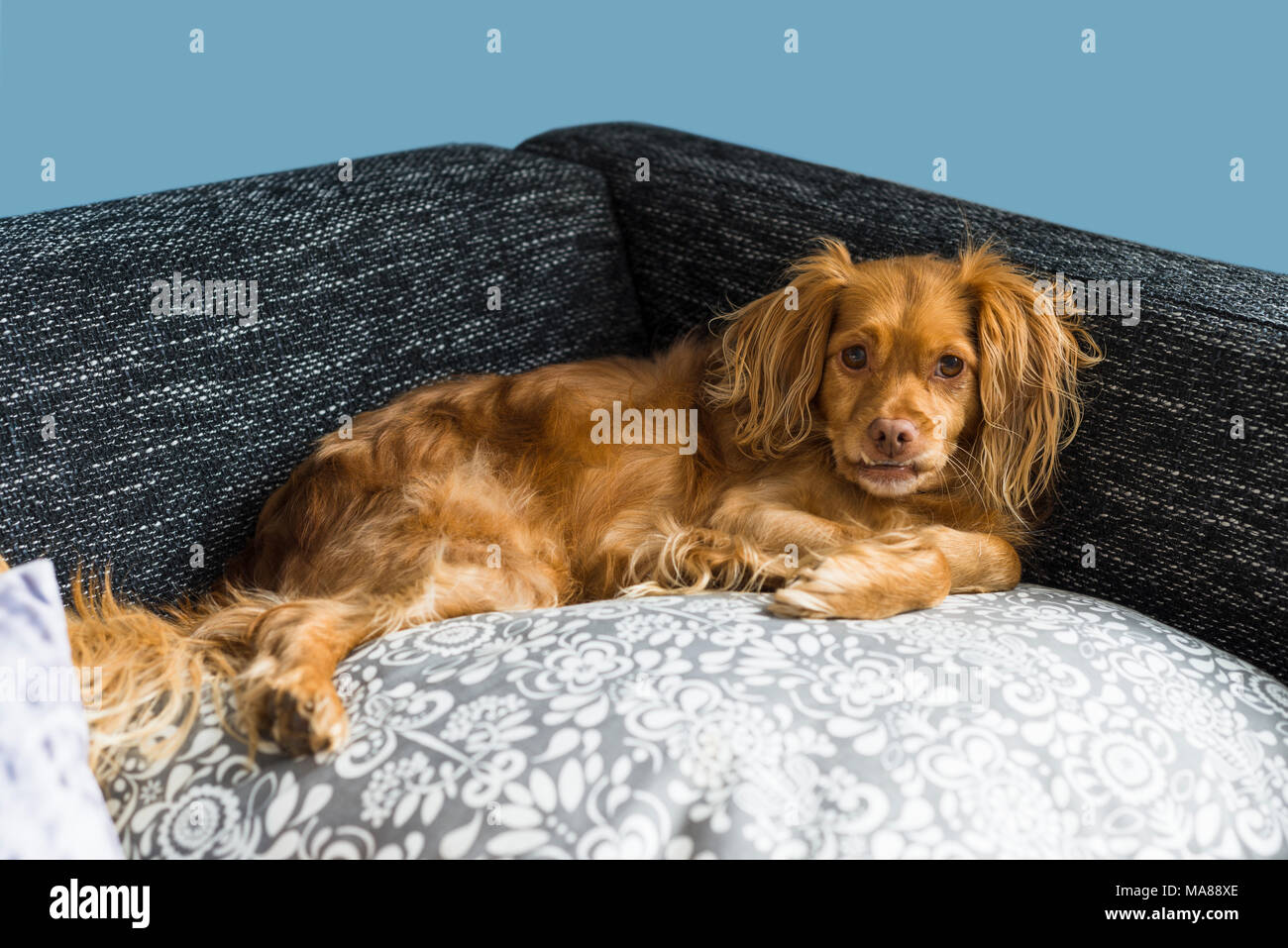 Brown spaniel mixed breed dog lies relaxed on a pillow on a black sofa and  looks to the camera Stock Photo - Alamy