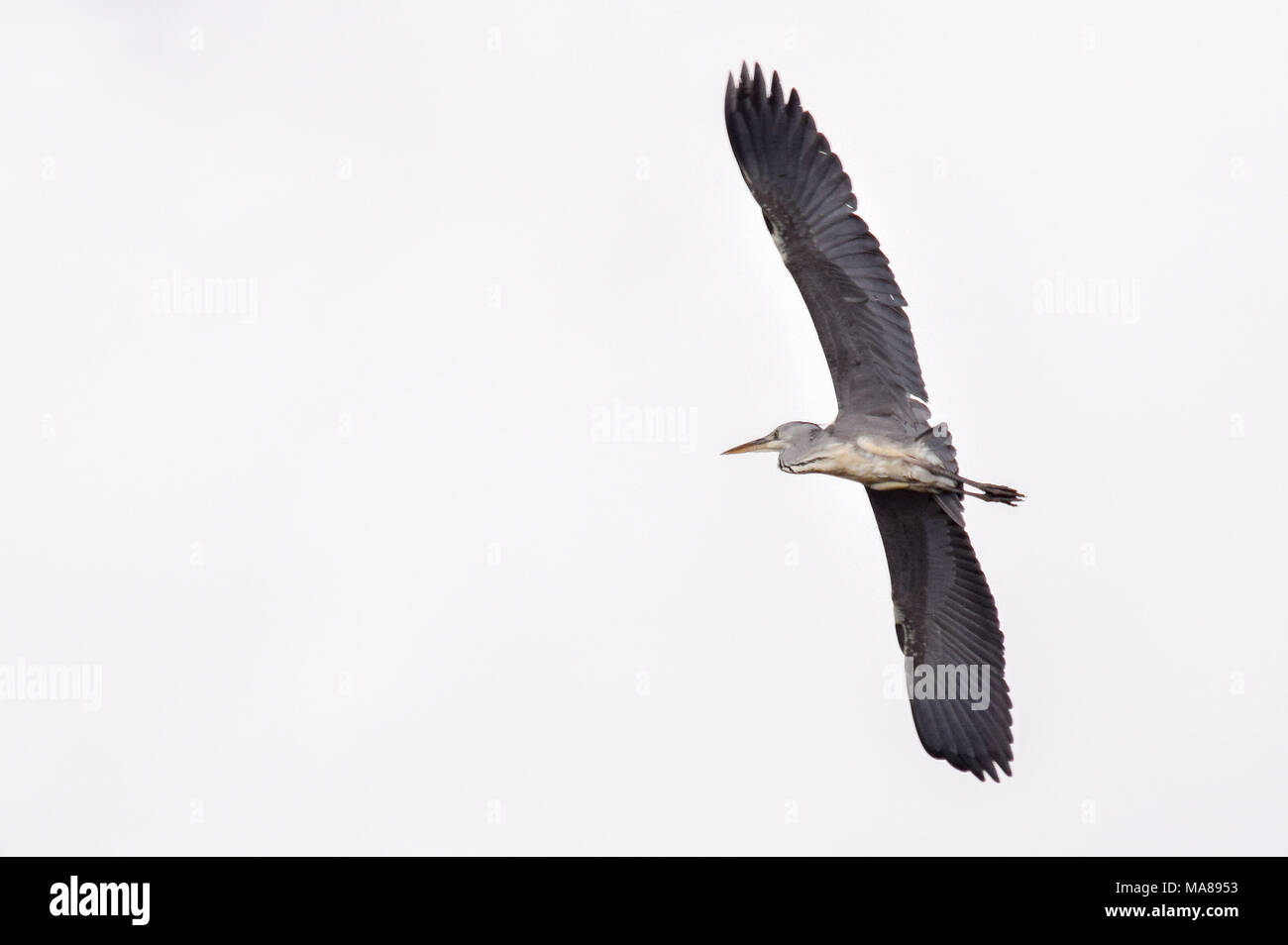 Grey Heron flying Stock Photo