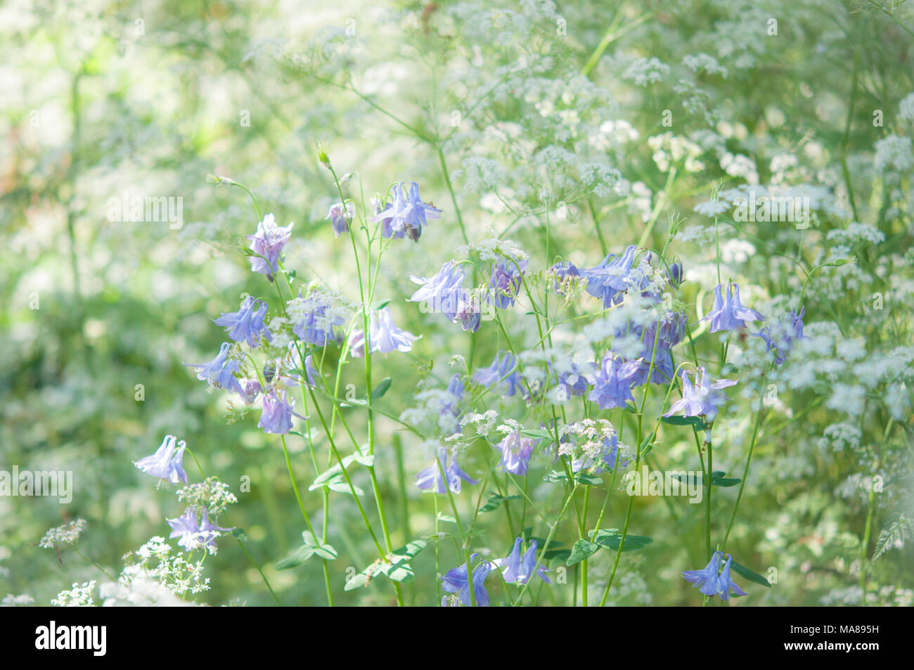 Pale blue Aquilegia flowers among light and frothy cow parsley in an English country garden. Stock Photo