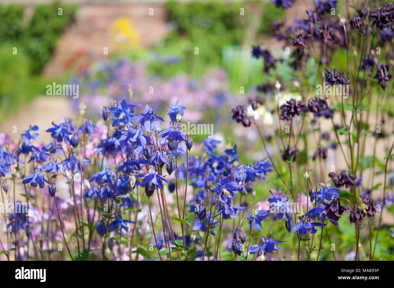 Blue and purple Aquilegia flowers in an English country garden. Stock Photo