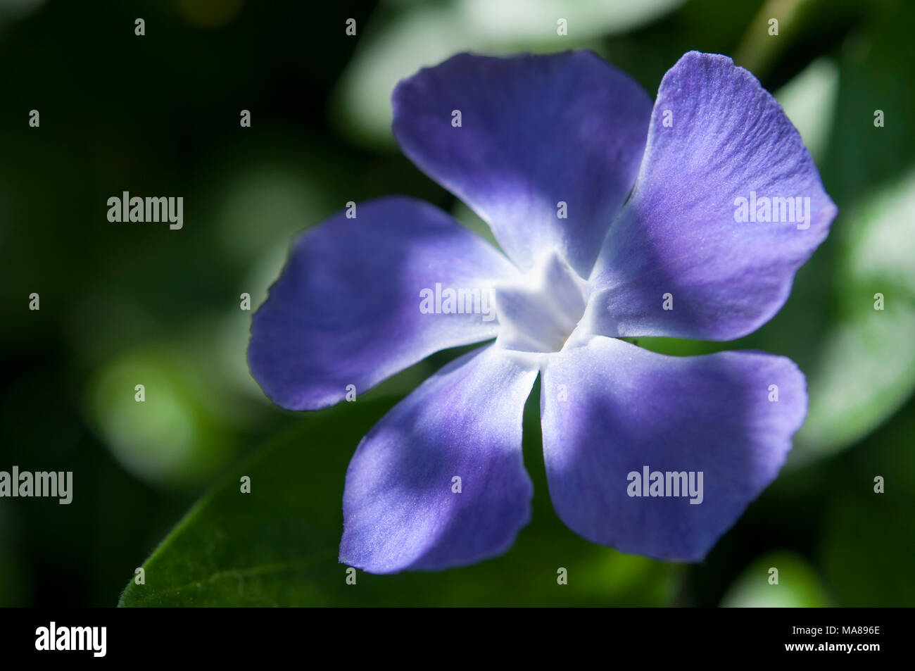 Close up of a blue Periwinkle flower (Vinca Major). A spring and summer flowering perennial plant. Stock Photo