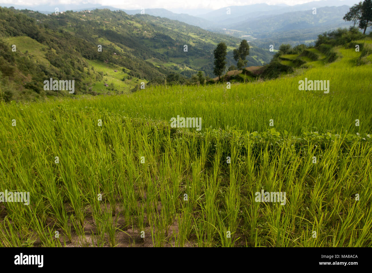Nepal 2014. Walking to Pangma from Manibanjan. Rice paddy terrace. Stock Photo