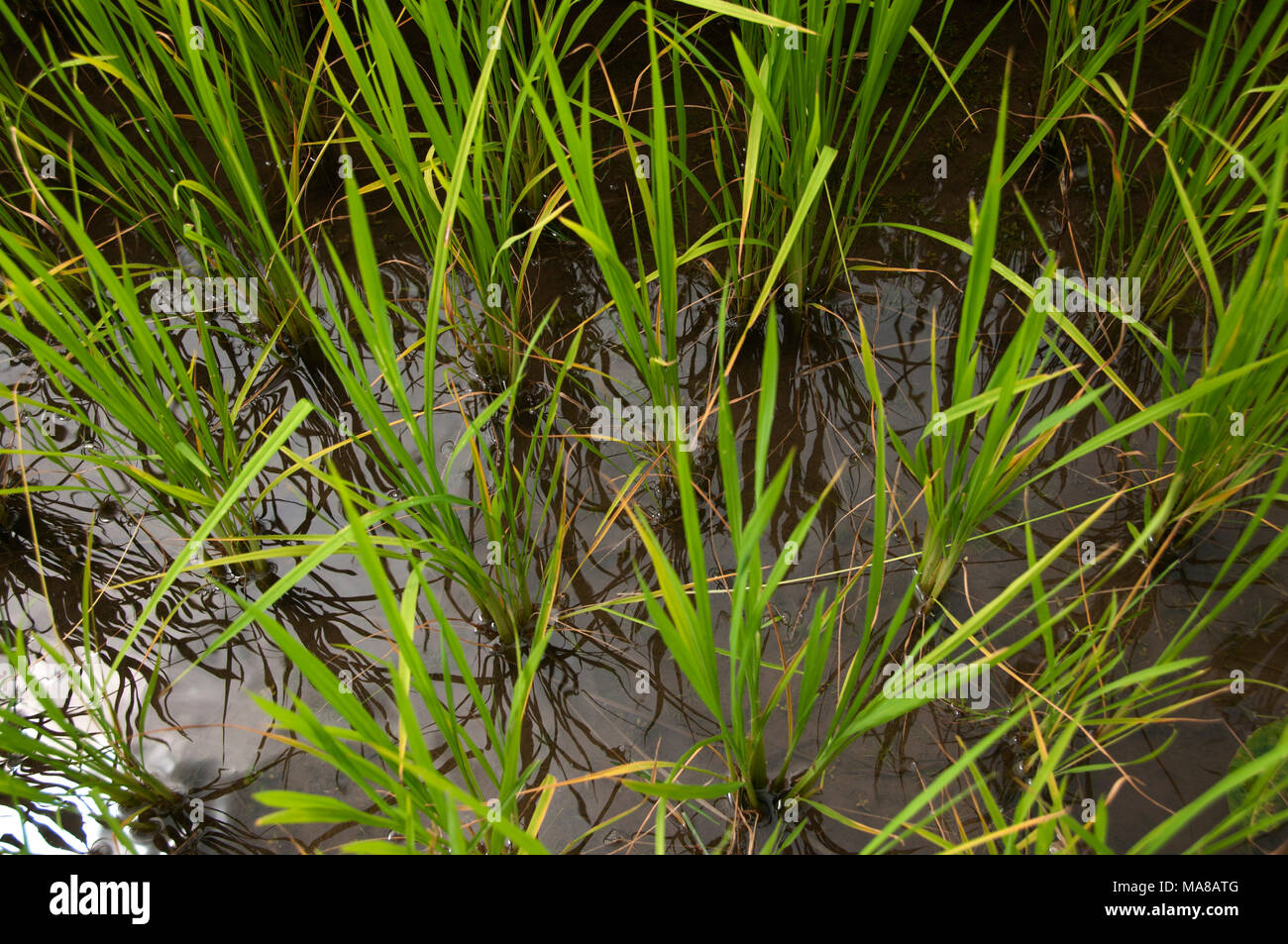 Rice field in nepal hi-res stock photography and images - Alamy