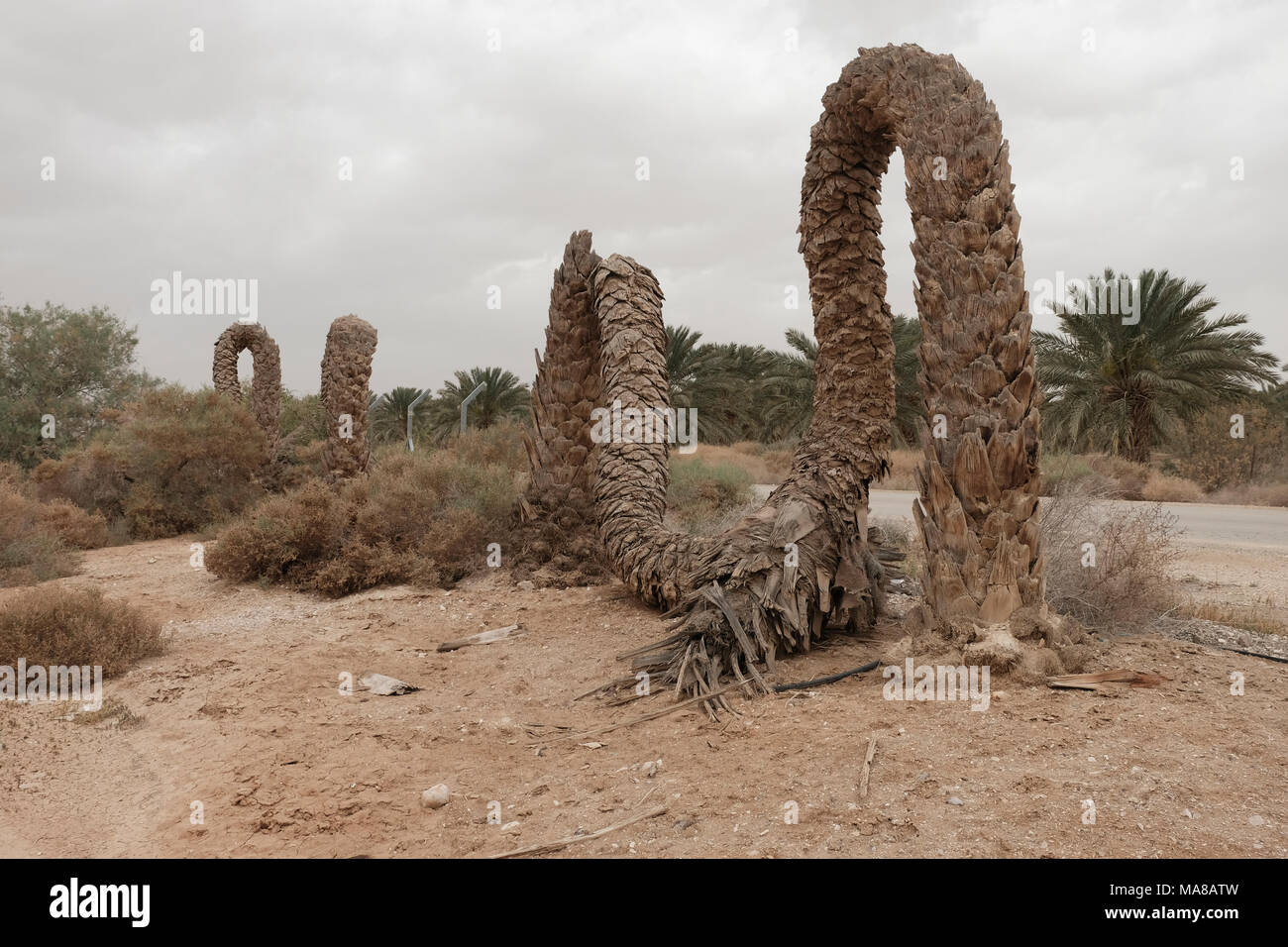 Trunks of dead palm trees in the Jordan valley Israel Stock Photo Alamy