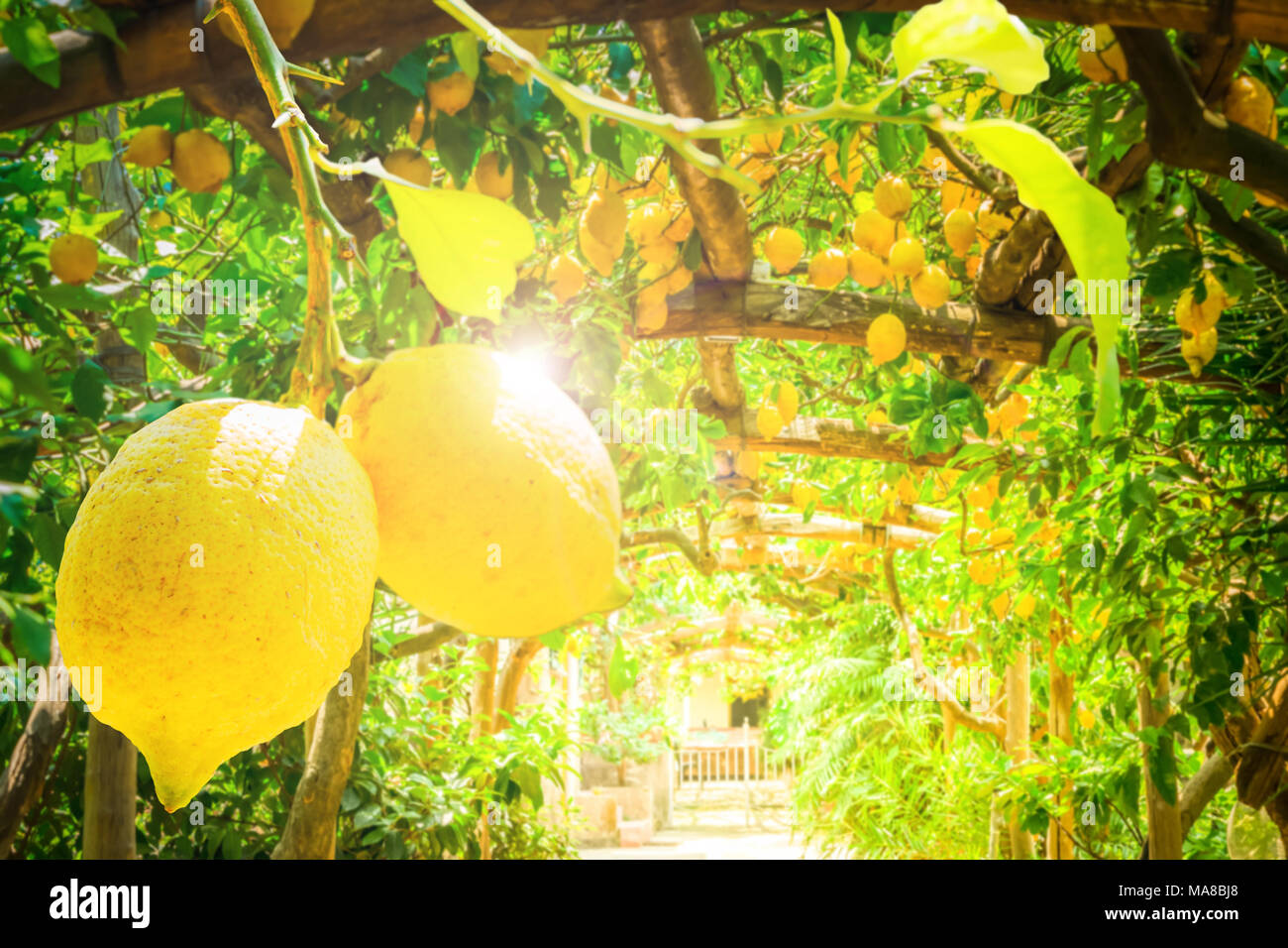 Lemon garden of Sorrento Stock Photo Alamy