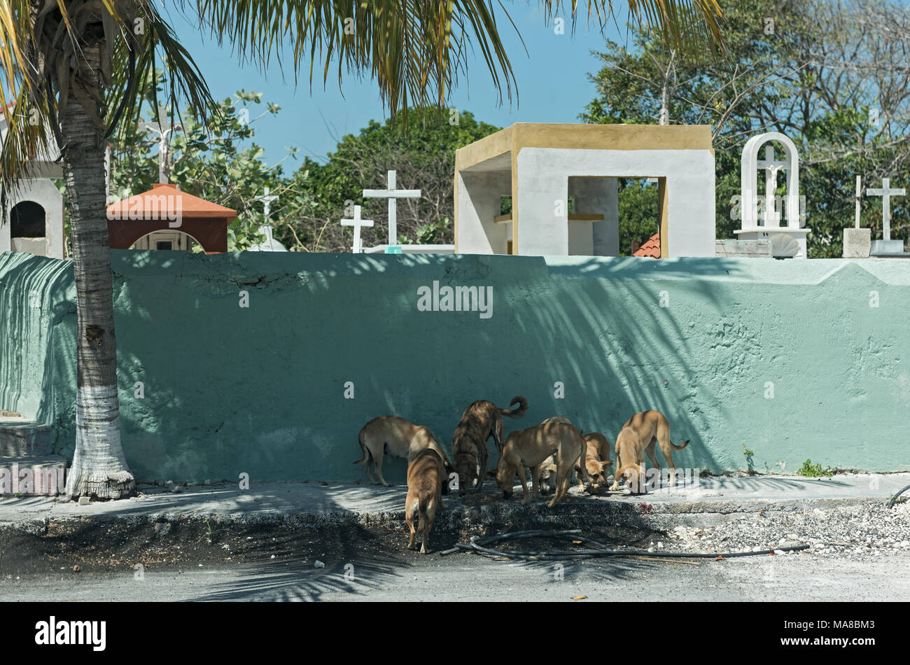 Street dogs in front of a cemetery wall in Progreso, Mexico Stock Photo
