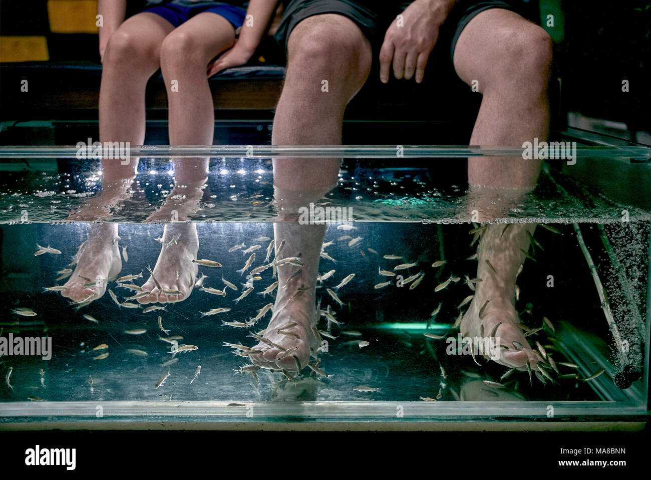 Pedicure. Fish spa treatment involving customers placing their feet into a water tank filled with toothless garra rufa fish, also known as 'doc. Stock Photo