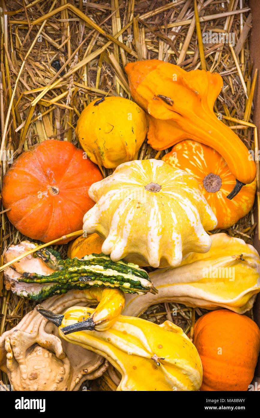 Large variety of pumpkins of different shapes on sale at Campo de' Fiori Market, Rome, Italy. Stock Photo