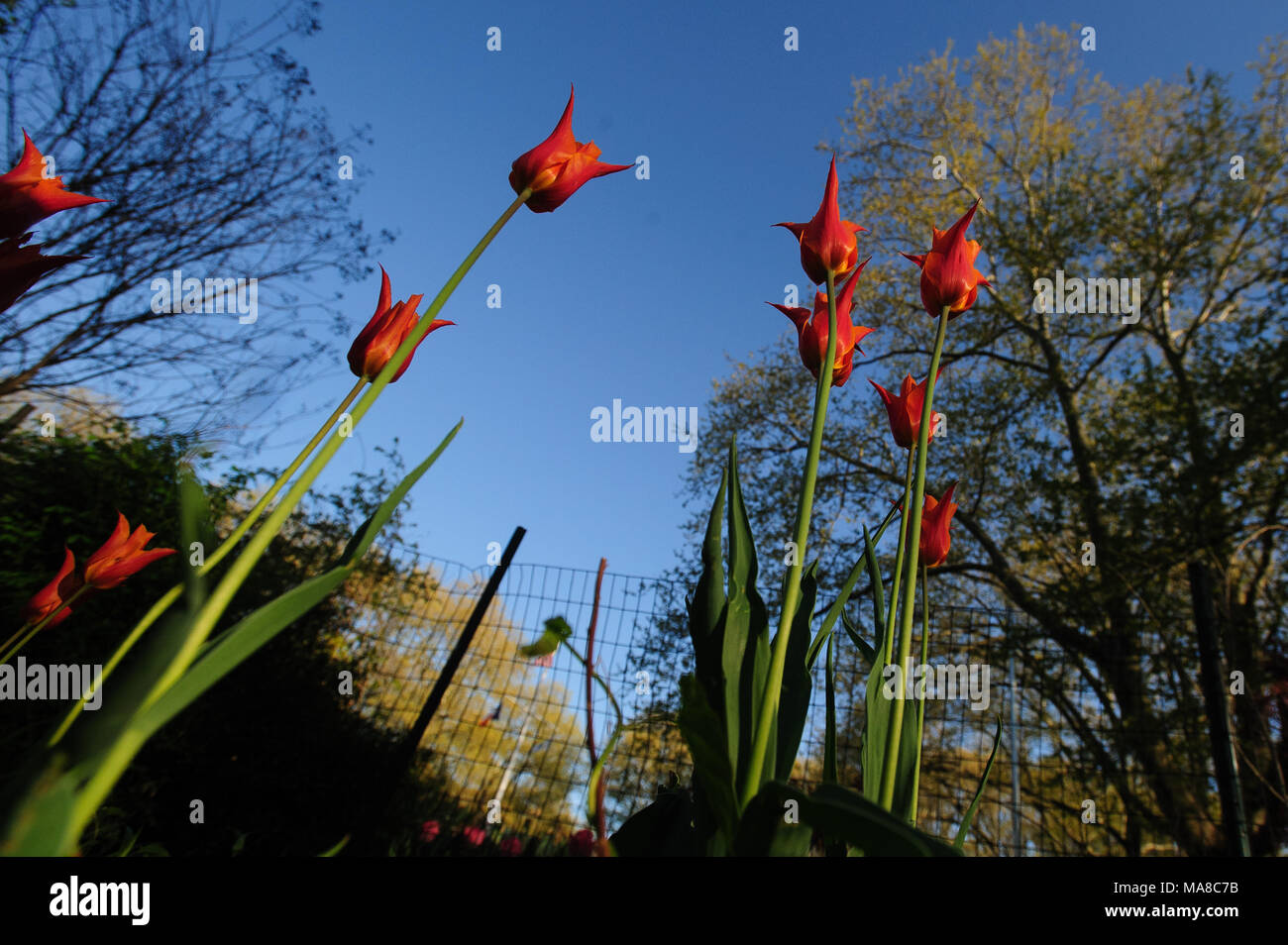 Red lily-flowered tulips bloom in a garden during spring at Monsignor McGolrick Park in Brooklyn, New York City, April 2013. Stock Photo