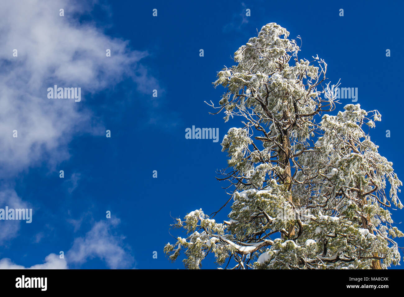Snow Covered Tree Tops With Blue Sky Background Stock Photo - Alamy