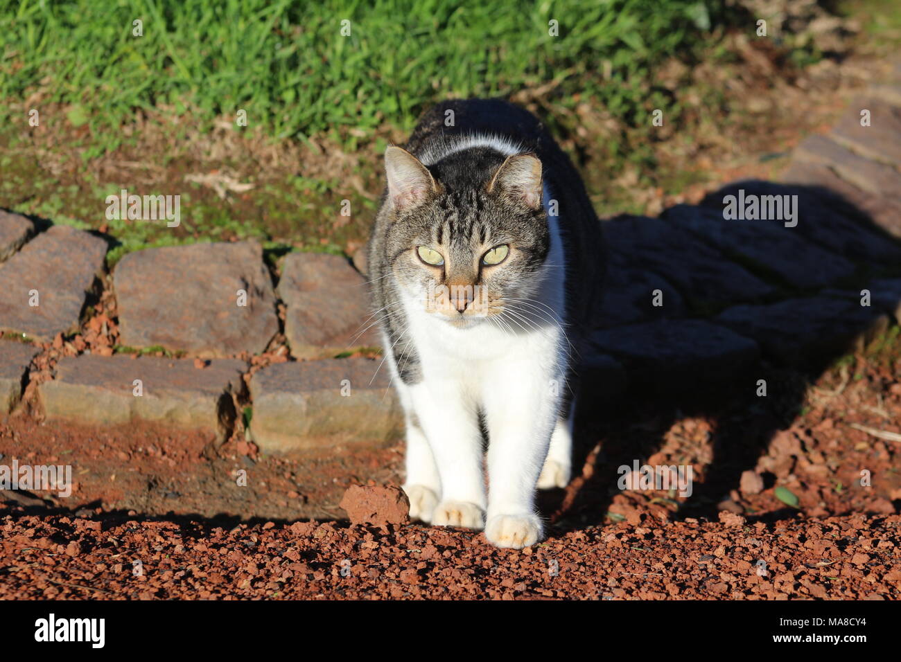 Cat slow walking and sight fixed on the prey. Stock Photo