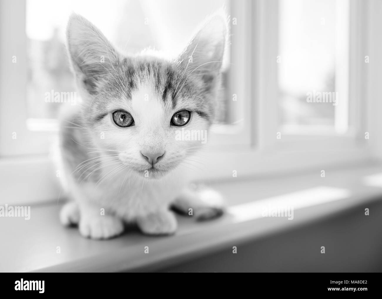 Curious young kitten on a windowsill looking directly at camera in black and white Stock Photo