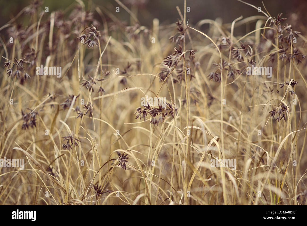 Dry grass field hi-res stock photography and images - Alamy