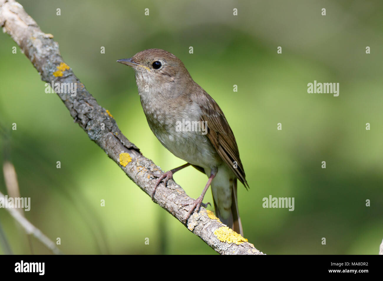 Thrush Nightingale (Luscinia luscinia). Russia, the Ryazan region ...