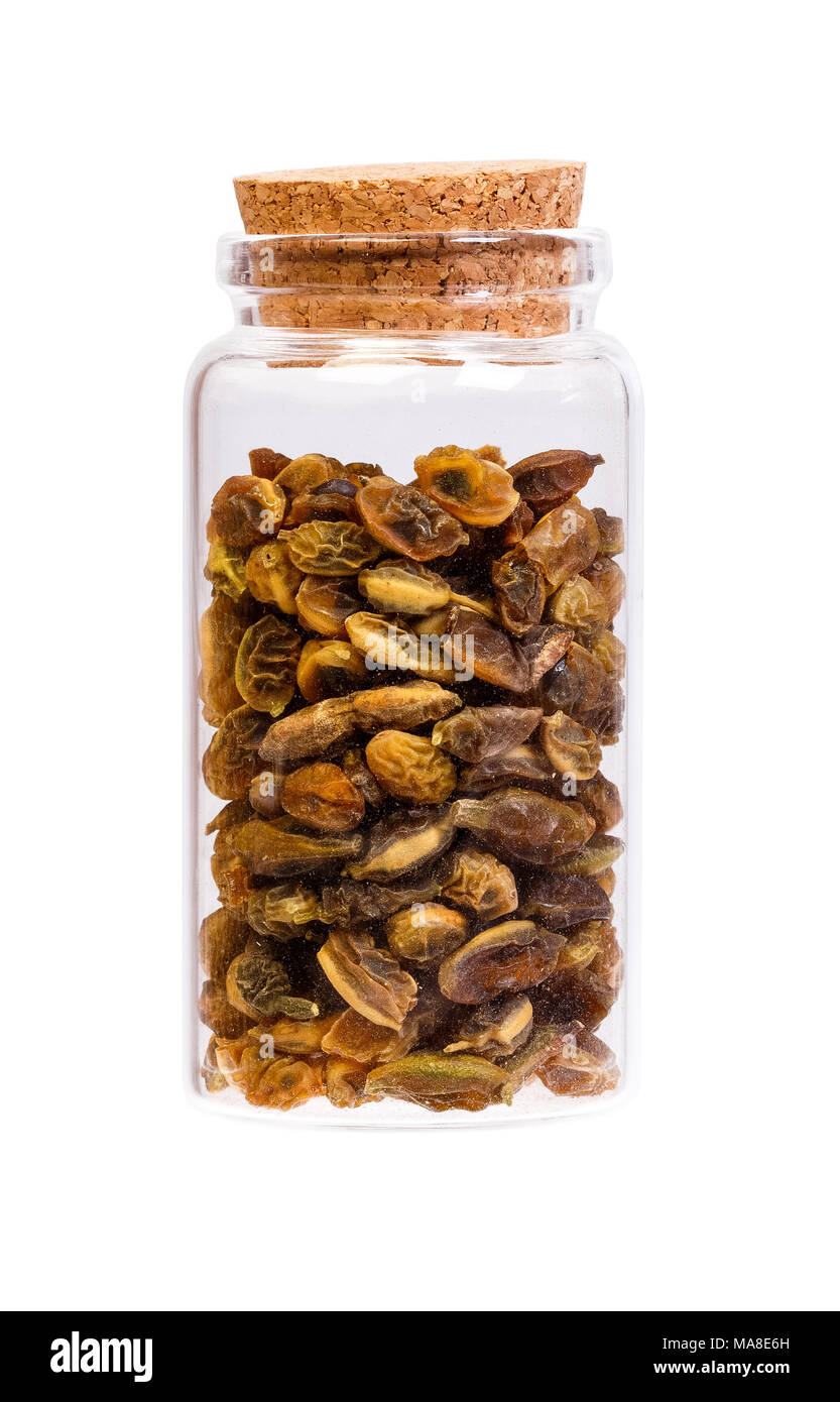 Dried sophora japonica beans in a bottle with cork stopper for m Stock Photo