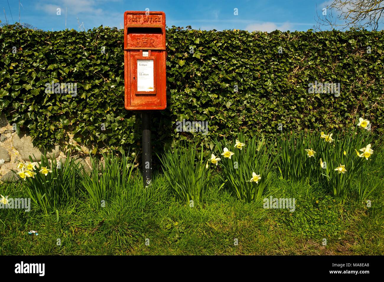 Red Royal Mail postbox against an ivy covered wall with Daffodils,in rural Donnington Shrewsbury Shropshire England Stock Photo