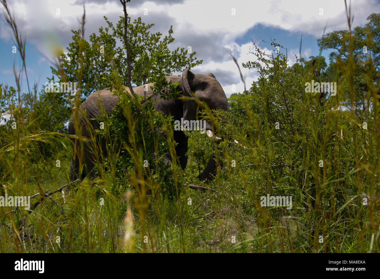 Elephant in the jungle at South Africa Stock Photo