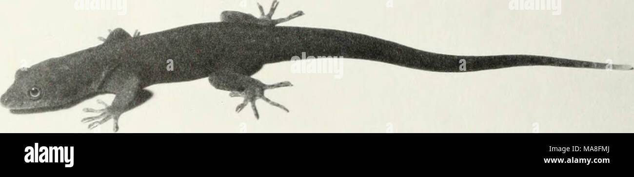 . The ecological impact of man on the south Florida herpetofauna . Figure 22. Yellow-headed Gecko (Gonatodes albogularis). (IHC) was reported as being abundant on the western side of Key West. In 1971 a series of specimens was collected by E. R. Robinett, but recent efforts have failed to turn up any. We have been unable to find specimens at the locality near Day Avenue and Matilda Street in Coconut Grove mentioned by King and Krakauer (1966). Heiuidactylus garnotii.—This gecko (Fig. 23) was reported by King and Krakauer (1966) from two separate localities in the Miami area. They postulated th Stock Photo