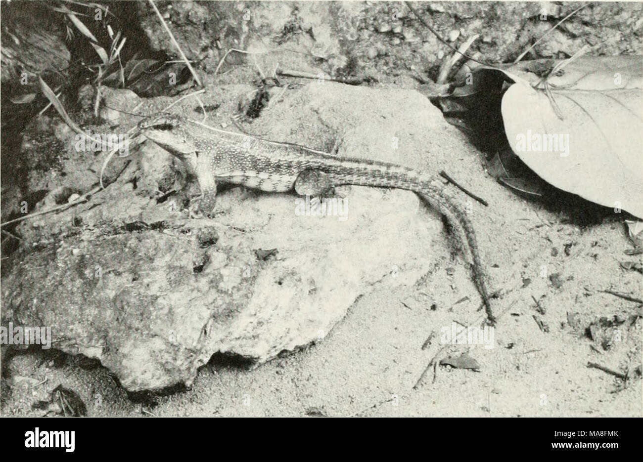. The ecological impact of man on the south Florida herpetofauna . FiGURE 27. Red-Sided Curly-tailed Lizard (Leiocephalus schreibersi). (LP) Stated that the population was no longer extant, but King and Krak- auer (1966) indicated that the lizard had been seen near the aquarium at Mallory Square on the western end of the island. We have a specimen collected on Stock Island in 1977, and Love (1978) recently reported collecting a specimen in a vacant lot in Key West. Sphaerodactylus elegans. â SQ']nQ:gtr (1922) was the first to re- cord the ashy gecko (Fig. 29) from Key West. Duellman and Schwa Stock Photo
