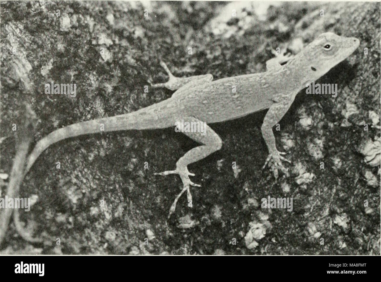 . The ecological impact of man on the south Florida herpetofauna . Figure 14. Green Bark Anole (Ano/is distichus doniinicensis). (LP) a relatively luxuriant growth of large trees, especially exotic fruit trees, and ornamental trees such as the black olive. Perhaps, one reason for this lizard's success in urban areas of Dade County is the large number of food items available to it. Colette (1961), Ruibal (1964). Brach (1976) and Dalrymple (1980) have reported A. eqiies- tris as feeding on the following: palm and Ficus fruits, leaves, spiders, leafhoppers, cicadas, cockroaches, beetles, treefrog Stock Photo