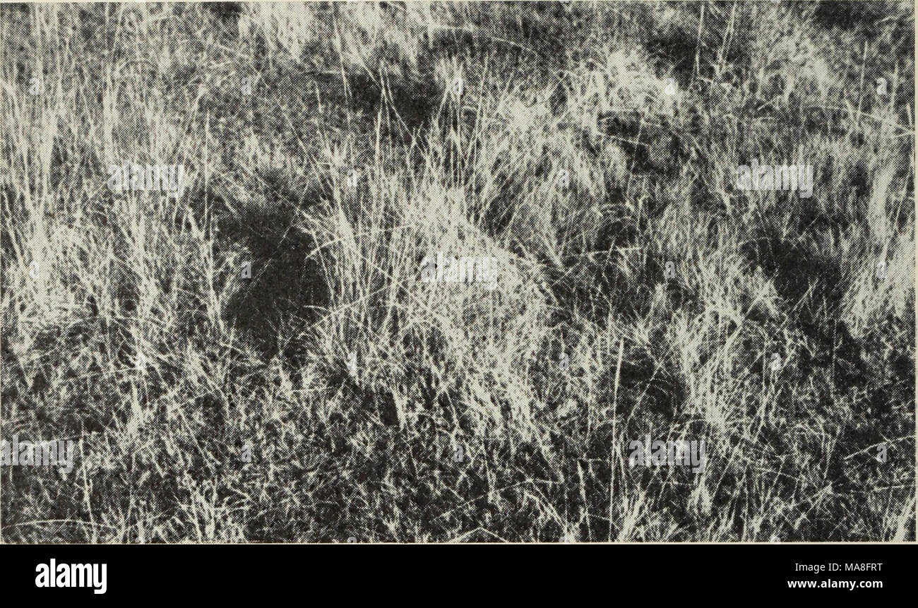 . An ecological and grazing capacity study of the native grass pastures in Southern Alberta, Saskatchewan and Manitoba . Figure 7.—Submontane mixed prairie, Festuca-Danthonia faciation. The field in which this picture was taken had been grazed, but the grazing season had ended. The rancher who used this land maintained a carryover comparable to that shown in the plate, feeling that such was necessary to maintain his pastures. Estimated carryover was 50 per cent. Stock Photo