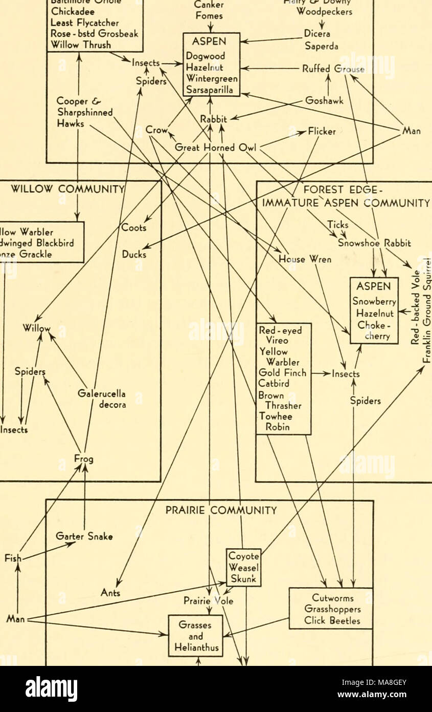 . Ecological animal geography; an authorized, rewritten edition based