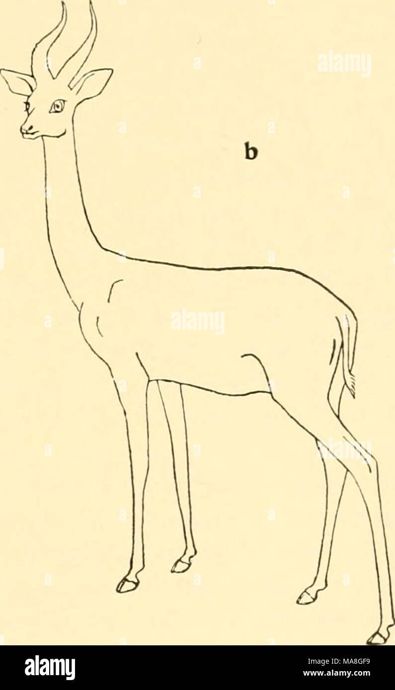 . Ecological animal geography; an authorized, rewritten edition based on Tiergeographie auf ockologischer grundlage . Fig. 113.—Antelope from Tibet (Pantholops hodgsoni), a; and Waller's gazelle (Ldthocranius walleri) from Somaliland, b; After Brehm's Tierleben. furnish sufficient oxidizable material for the maintenance of their body temperature. Lapicque51 found by comparing three birds of dif- ferent size, the domestic pigeon (body weight 390 gm.),. the small pigeon Geopelia striata (weight 48 gm.), and the tiny weaver finch Estrilda astrild (7.5 gm.), that the heat radiation calculated per  Stock Photo