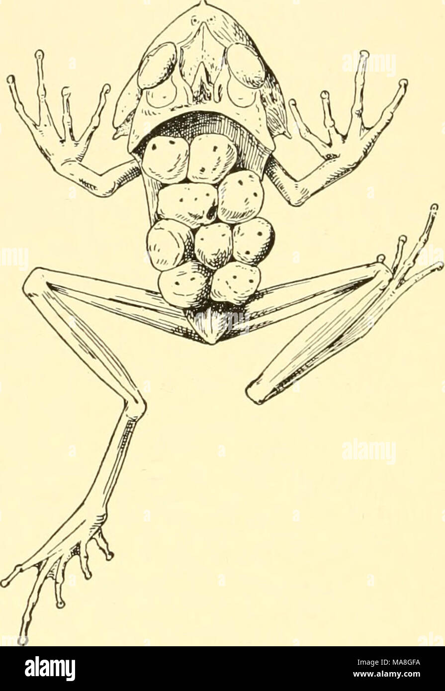. Ecological animal geography; an authorized, rewritten edition based on Tiergeographie auf ockologischer grundlage . Fig. 118.—Female of the tropical American frog Cerathyla bubalus, carrying eggs attached to her back. After Boulenger. hatching. Frogs of the genus Eleutherodactylus, with some hundred species in tropical America, glue their large eggs to a leaf, place them in the axils of leaves, or conceal them beneath stones. The young go through a curtailed metamorphosis in the egg and hatch in adult form. Still others carry their eggs about until the young emerge as adults (Fig. 118).40 Ma Stock Photo