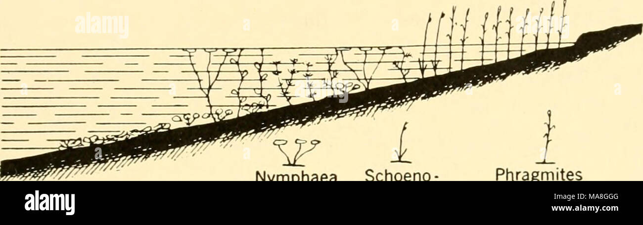 . Ecological animal geography; an authorized, rewritten edition based on Tiergeographie auf ockologischer grundlage . Chara Najas Nymphaea Phragmites Schoeno- t plectus i Cerato - phyllum FIGt 94—Schematic diagram of one type of plant growth at the edge of a lake. After Brutschy. Potamogeton Myrio- phyllum lilies {Nymphaea, Ceratophyllum, Myriophyllum), with floating leaves; and finally a zone of submerged plants, Elodea, Isoetes, and Chara (Fig. 94). The gentler the slope of the shore, the wider these zones are found to be. In places where waves driven by prevailing winds break strongly again Stock Photo