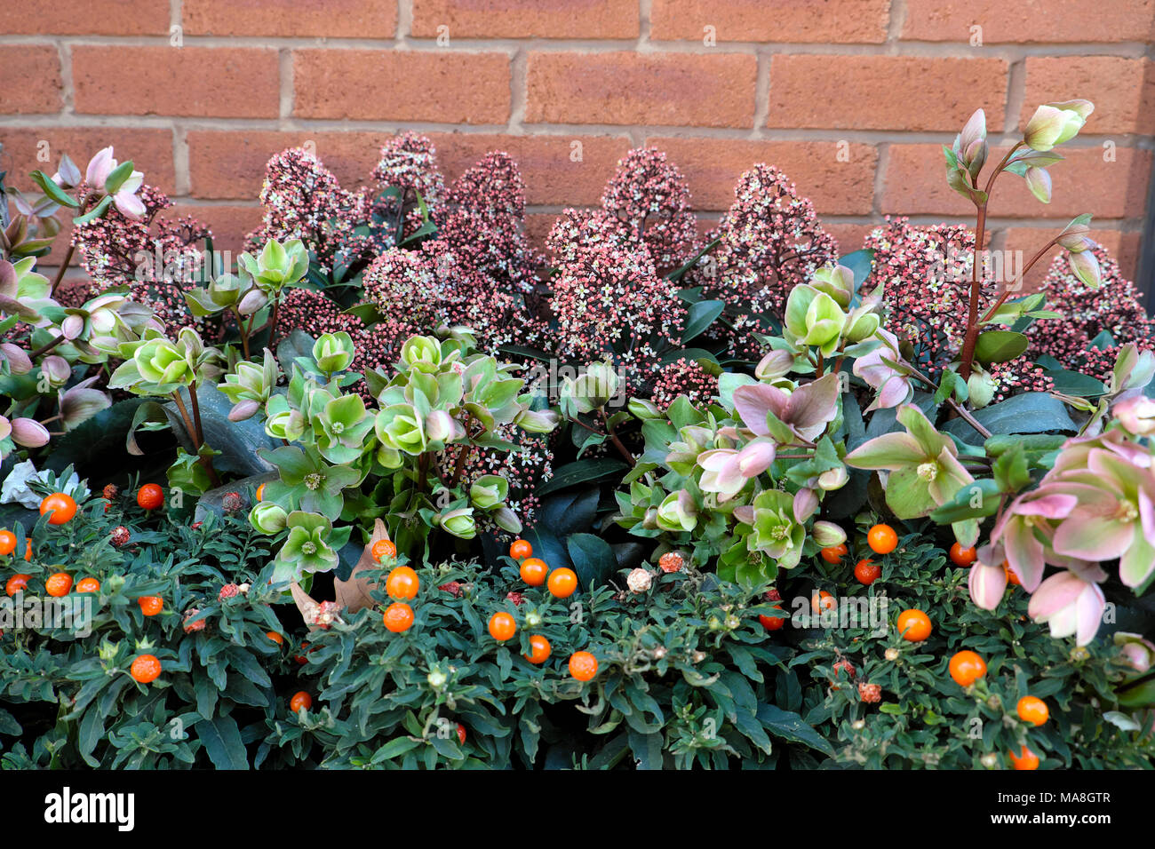 Winter window box plants Hellebore, Skimmia japonica and plant with