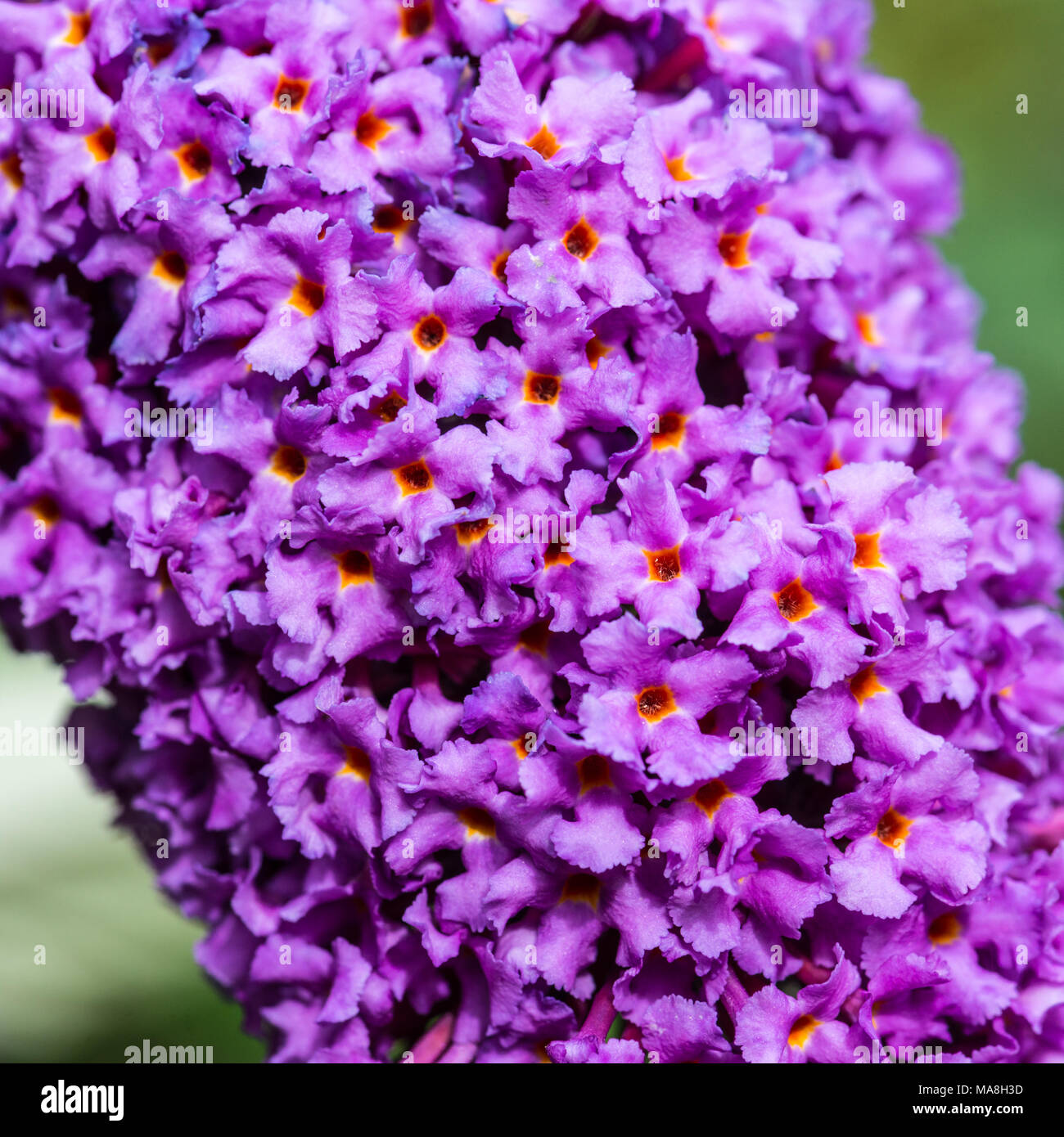 Purple blooms hi-res stock photography and images - Alamy