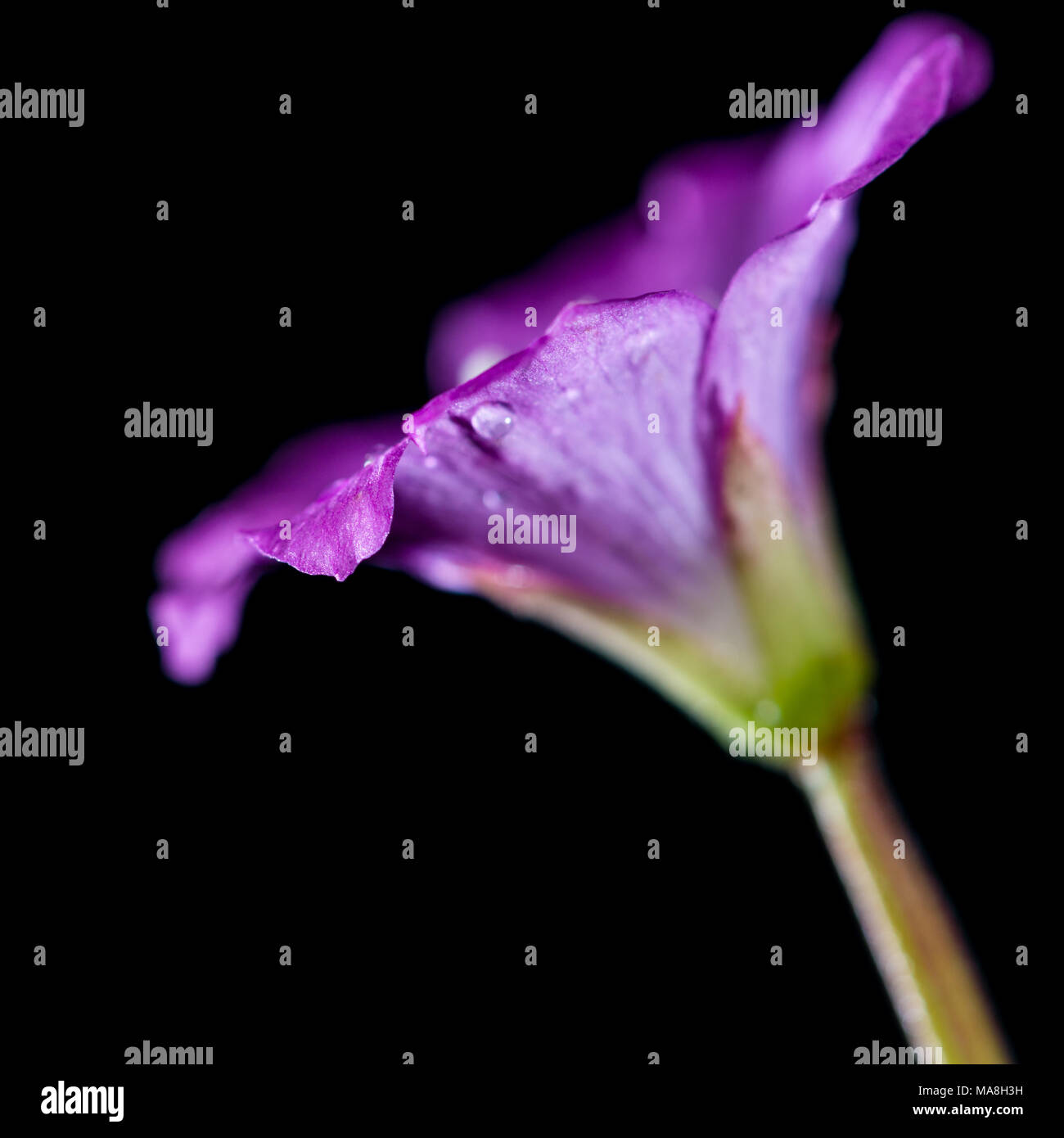 A macro shot of a great willowherb blooms shot against a black background. Stock Photo