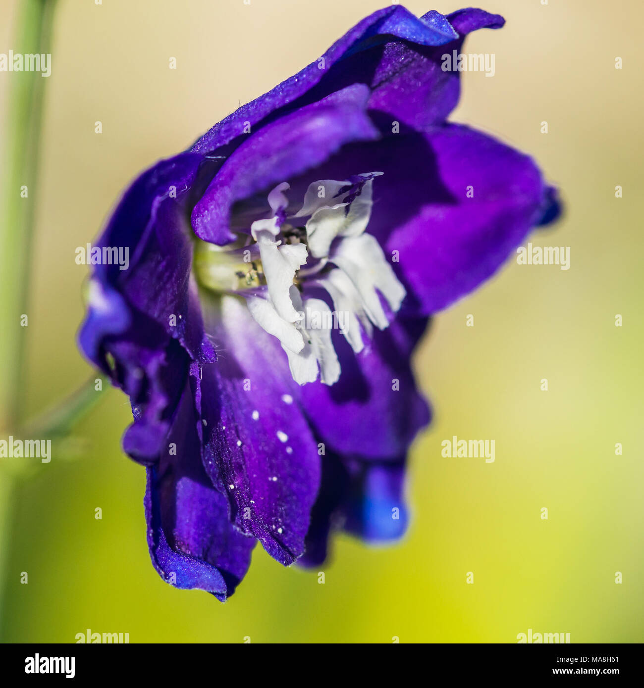 A macro shot of a purple delphinium bloom Stock Photo - Alamy