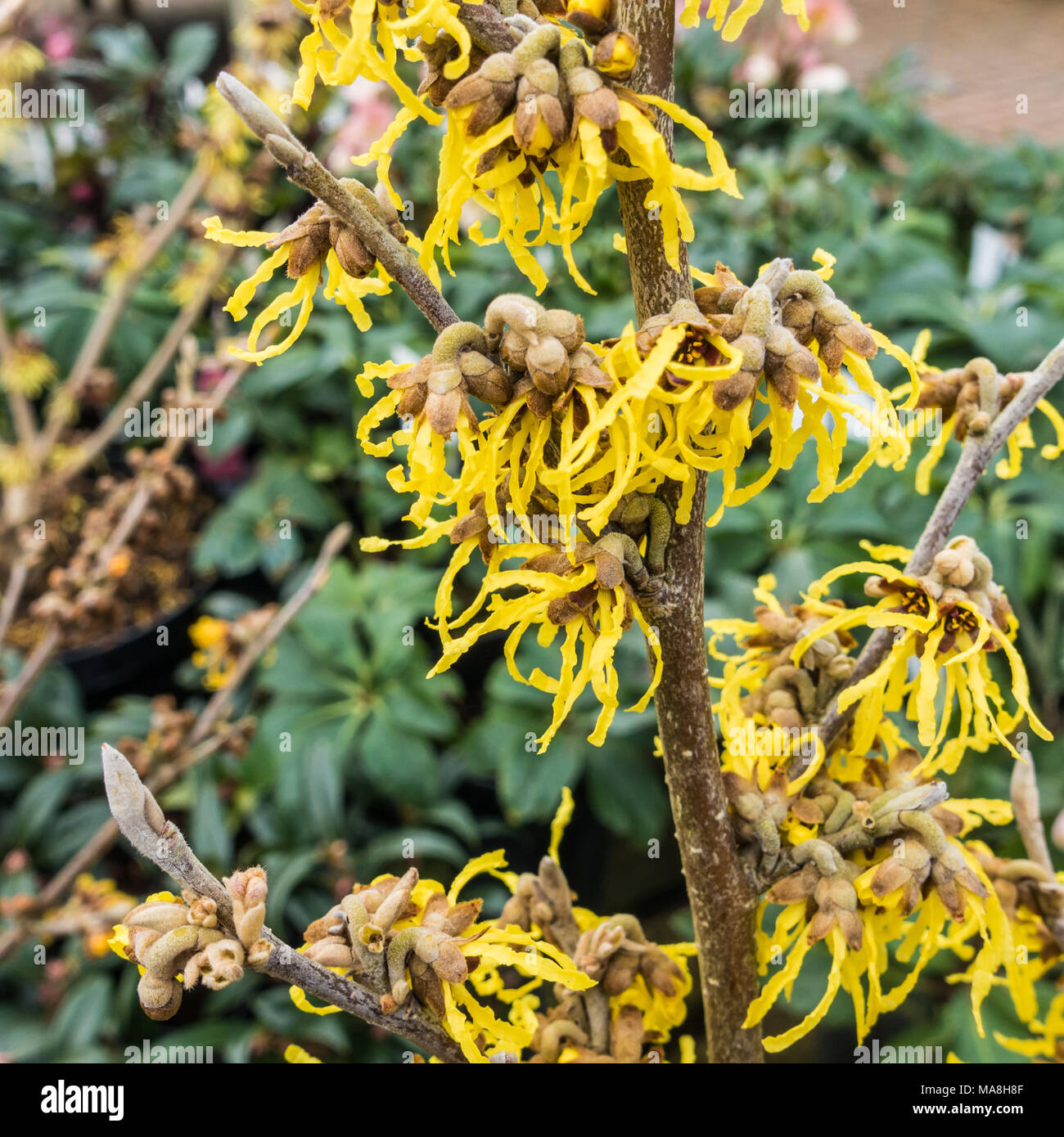 Witch Hazel Plant Hi Res Stock Photography And Images Alamy
