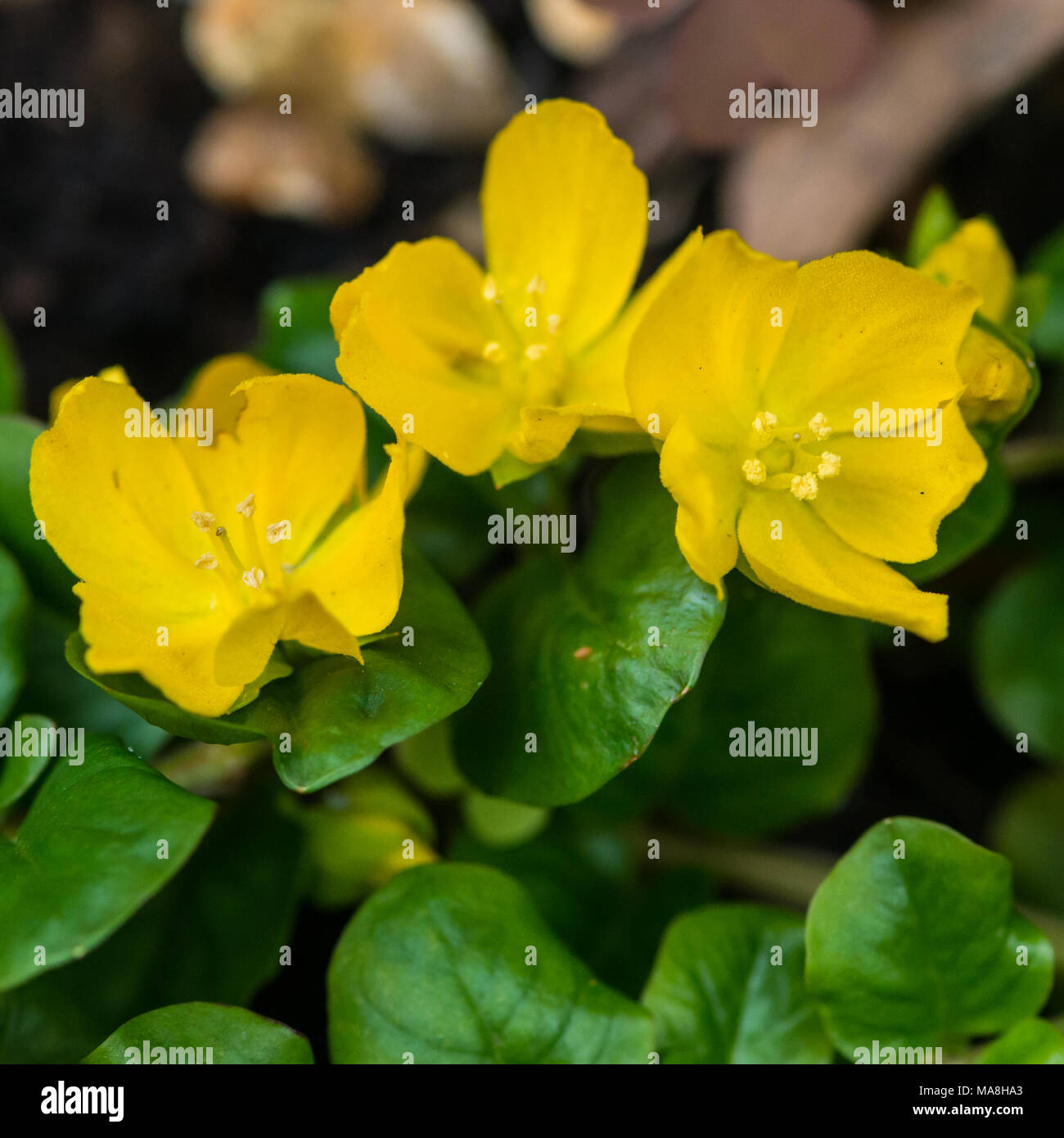 A macro shot of some creeping jenny blooms. Stock Photo