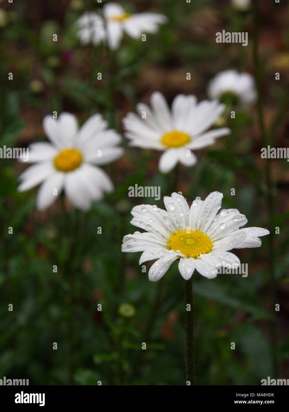 Oxeye Daisy Leucanthemum vulgare. Flowers in Himalaya Mountain.Tibet