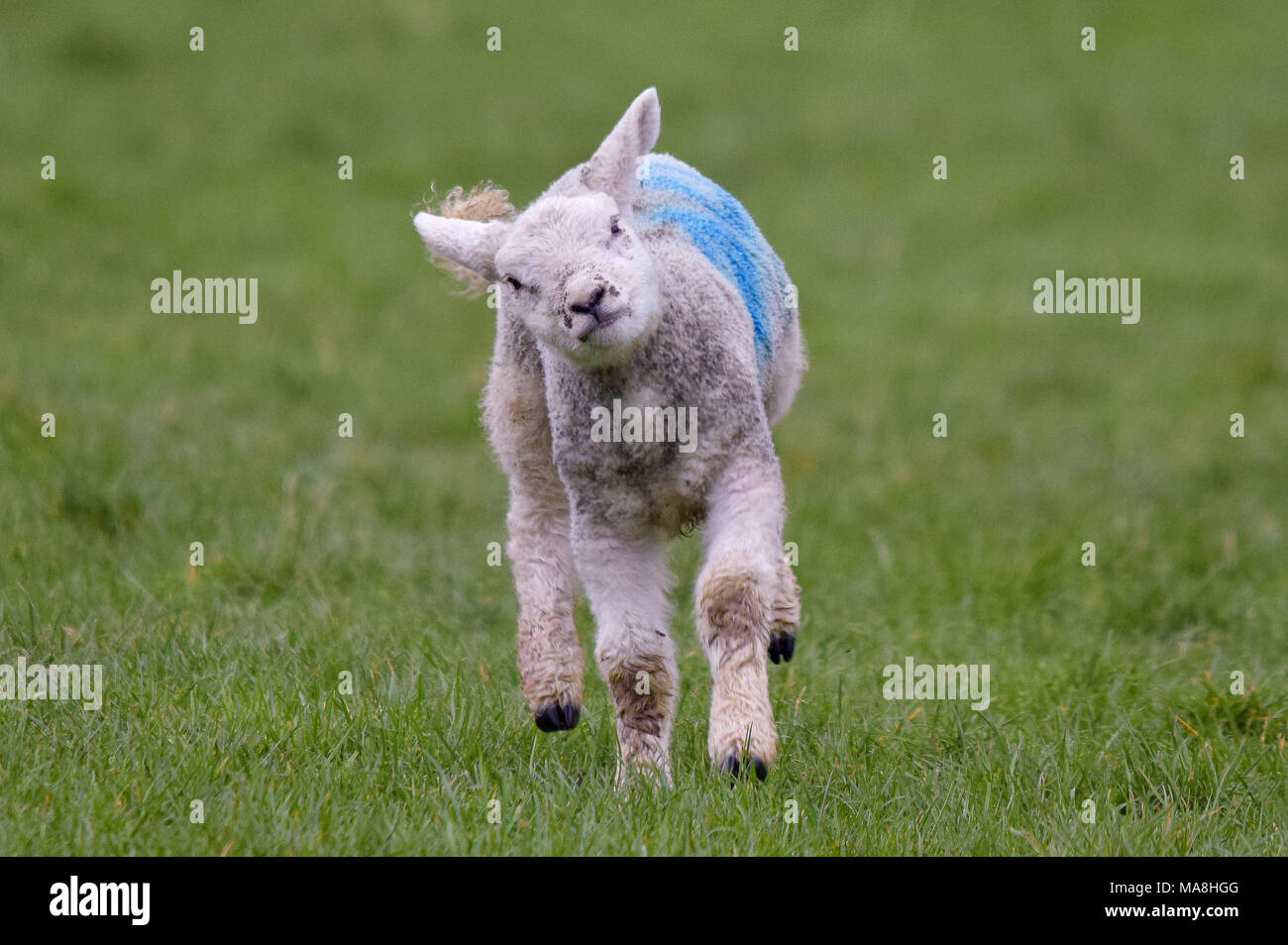 Sheep running hires stock photography and images Alamy