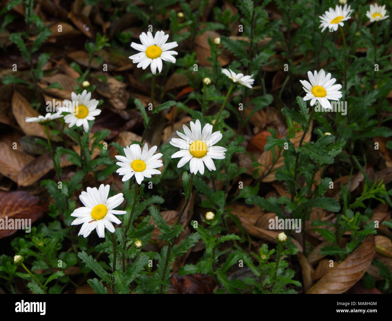 Oxeye Daisy Leucanthemum vulgare. Flowers in Himalaya Mountain.Tibet and India Stock Photo