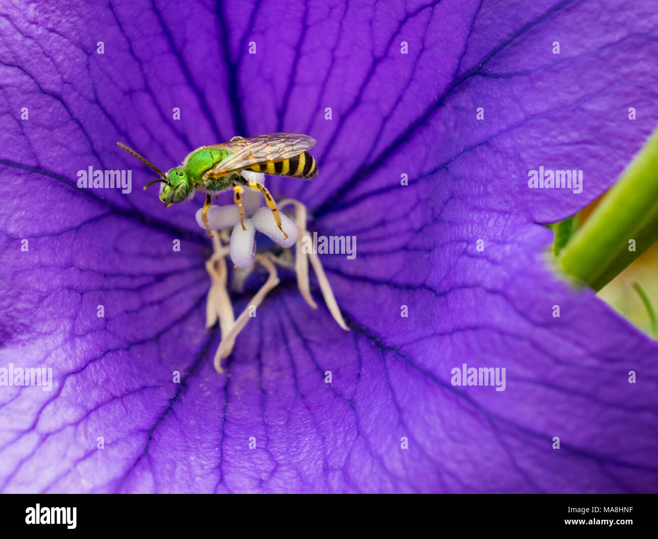 Green bee on purple flower Stock Photo