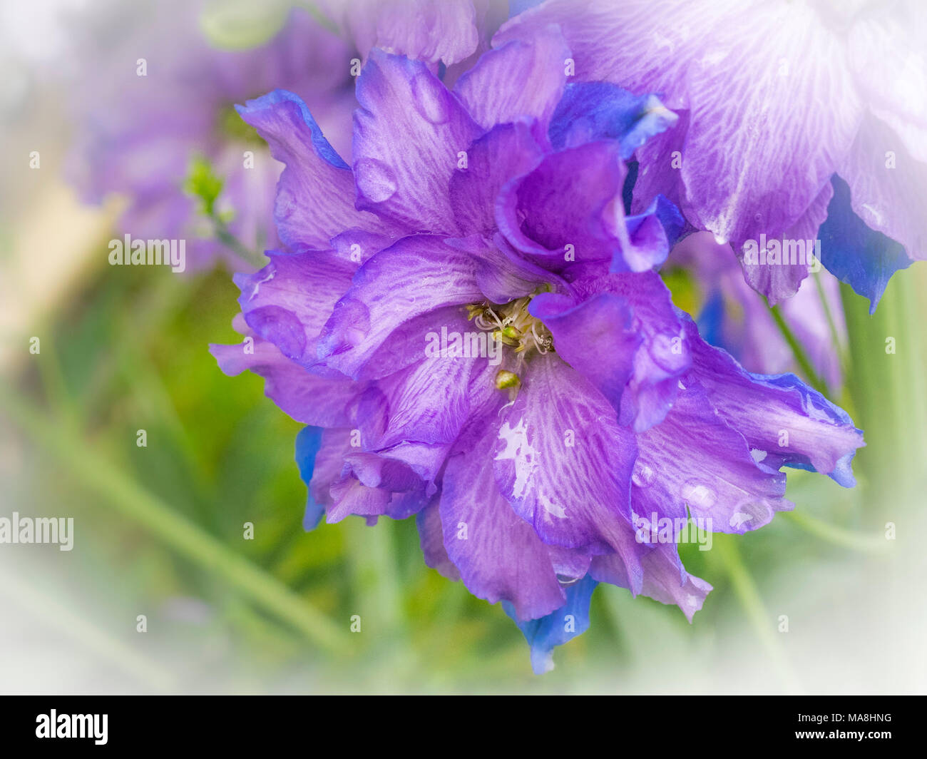 Beautiful Dwarf stars Delphinium elatum Flower Stock Photo