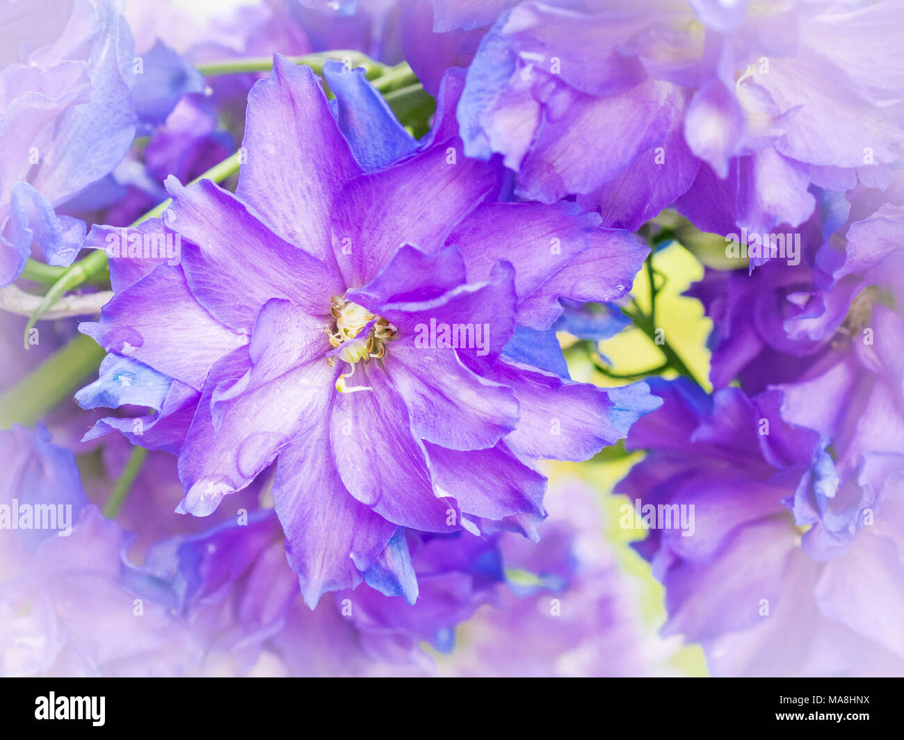 Beautiful Dwarf stars Delphinium elatum Flower Stock Photo
