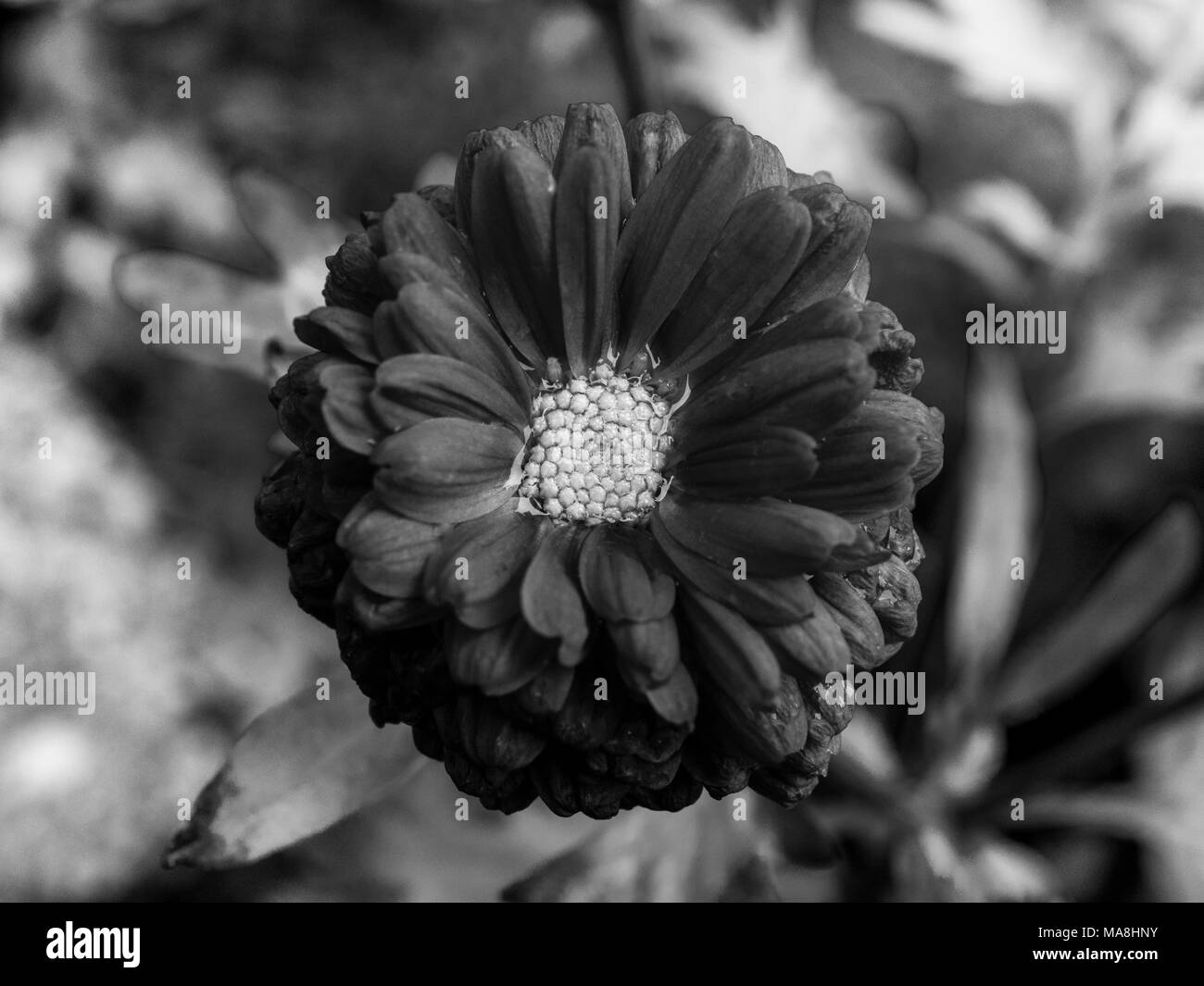 Summer flowering perennial plant Black and White Stock Photos & Images ...