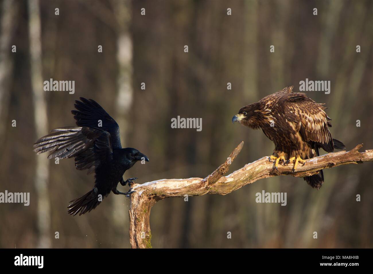 Large Raven pestering a perched White-tailed Sea Eagle Stock Photo