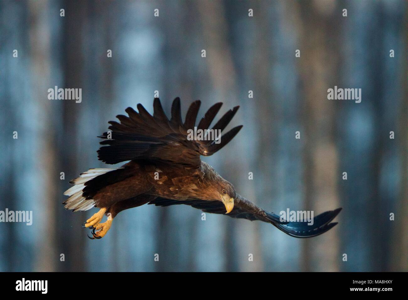 White-tailed Eagle in flight. Bialowieza Forest, Poland Stock Photo