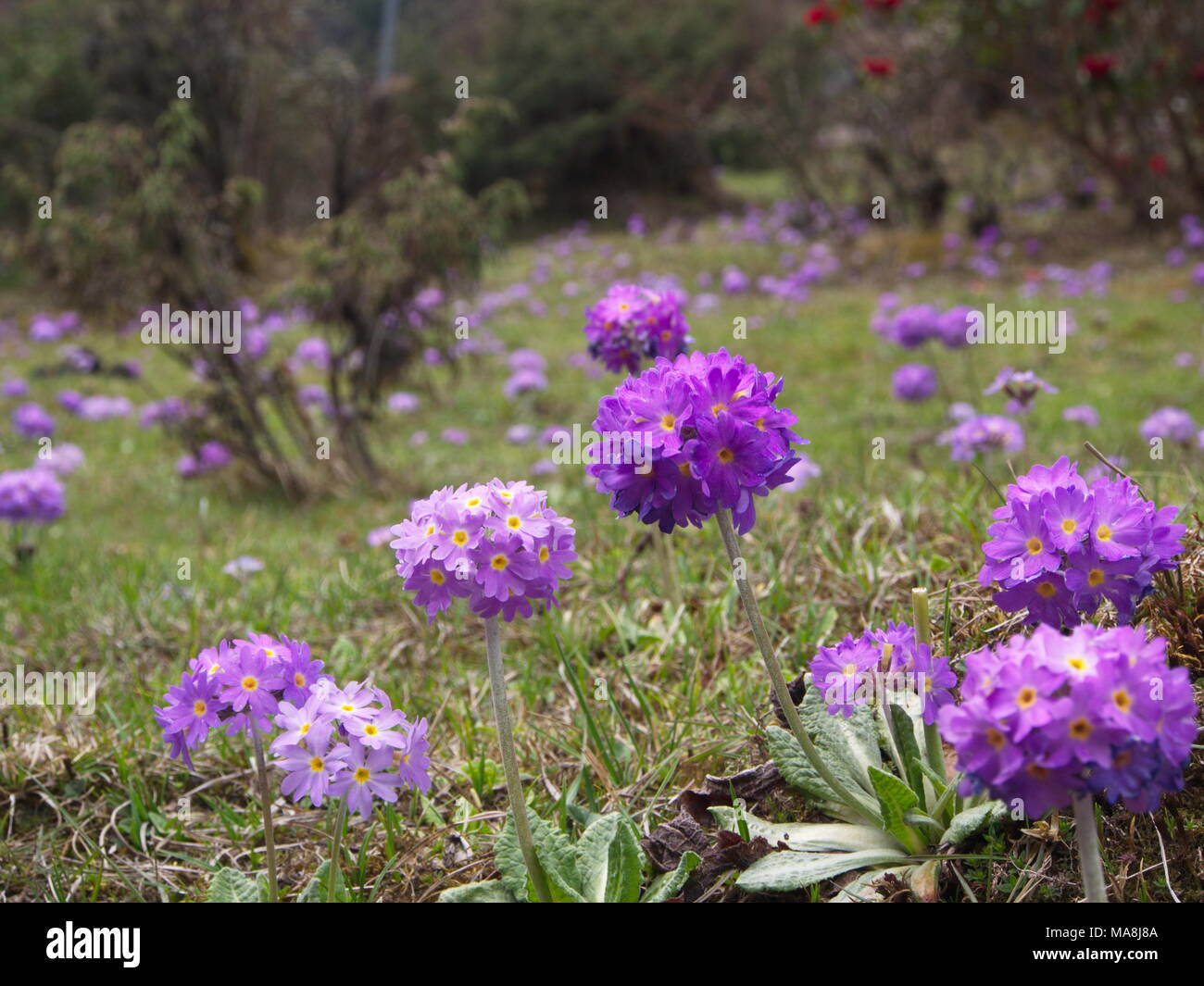 Hamalaya Hi res Stock Photography And Images Alamy